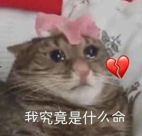 感动落泪表情包,感动落泪表情包背后的温情故事