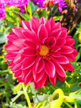 花花的资料,探寻花氏家族的传奇故事